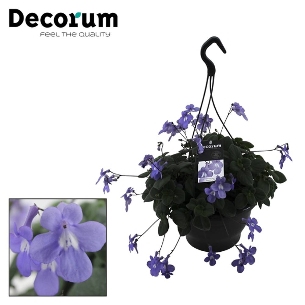 Streptocarpus lila im Ampeltopf T19 H035