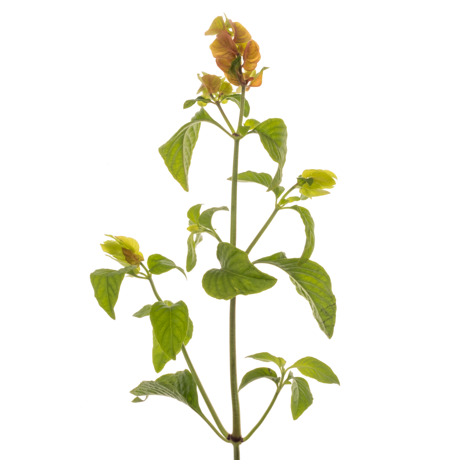 Jacobinia orange Justicia 60cm