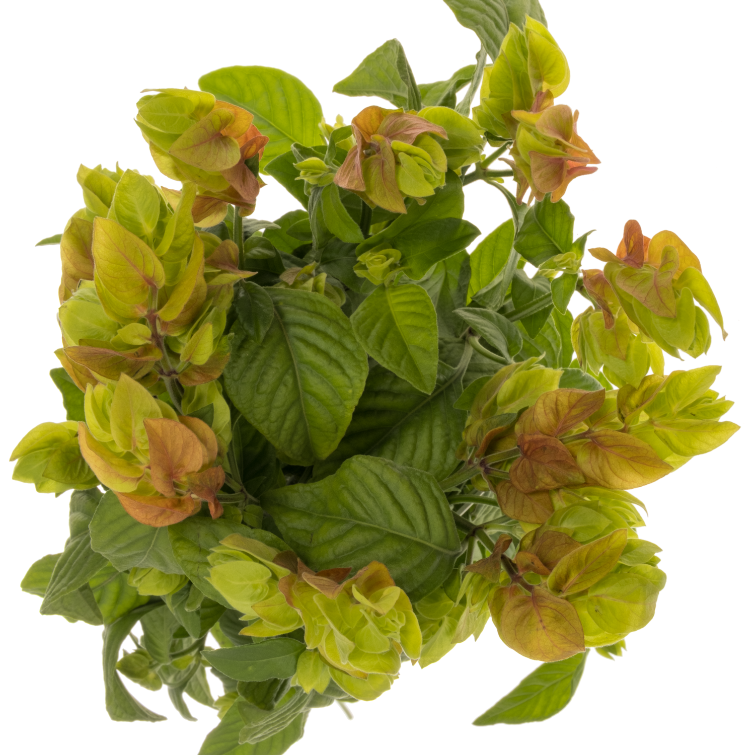 Jacobinia orange Justicia 60cm