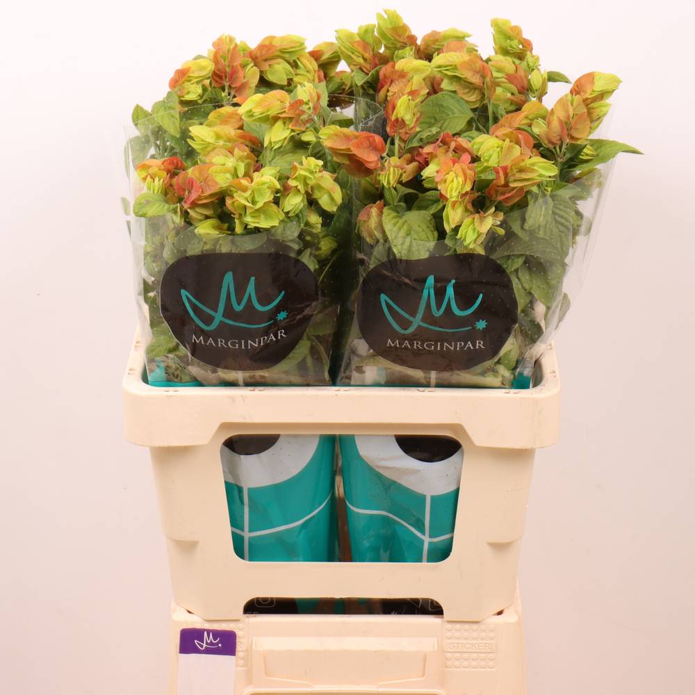 Jacobinia orange Justicia 60cm