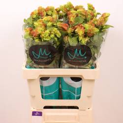 Jacobinia orange Justicia 60cm