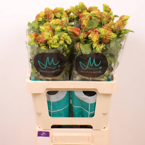 Jacobinia orange Justicia 60cm