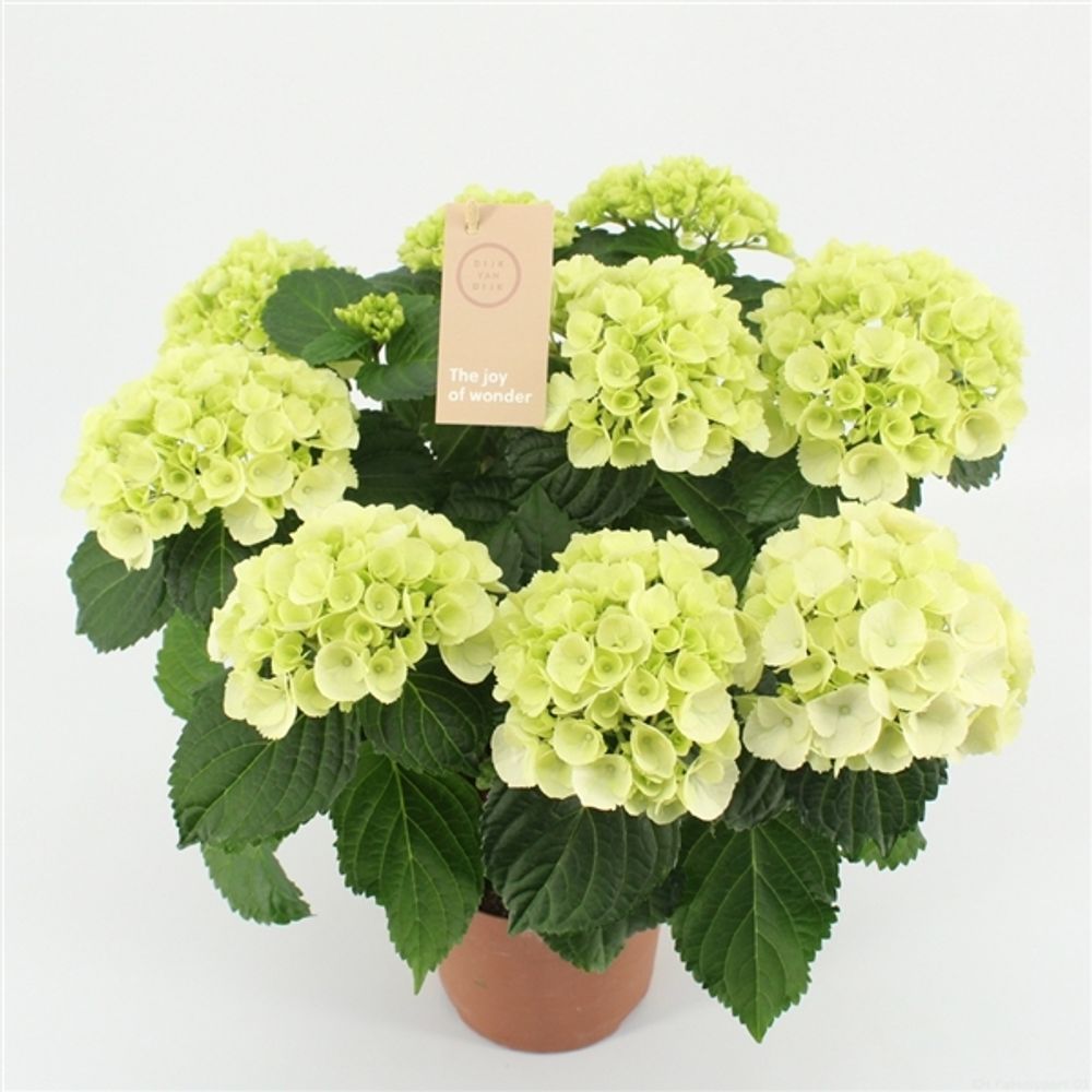 Hortensie weiss 7-8Bl. T14 H40