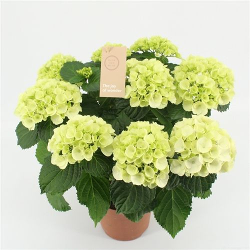 Hortensie weiss 7-8Bl. T14 H40