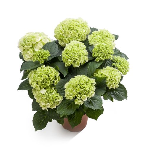 Hortensie weiss 7-8Bl. T14 H40