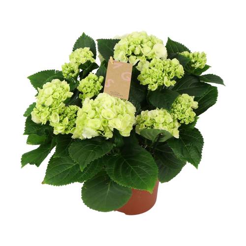 Hortensie weiss 7+Blüte T14 H040