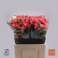 Rose verzweigt rosa Barbados 6+Blüte 60cm