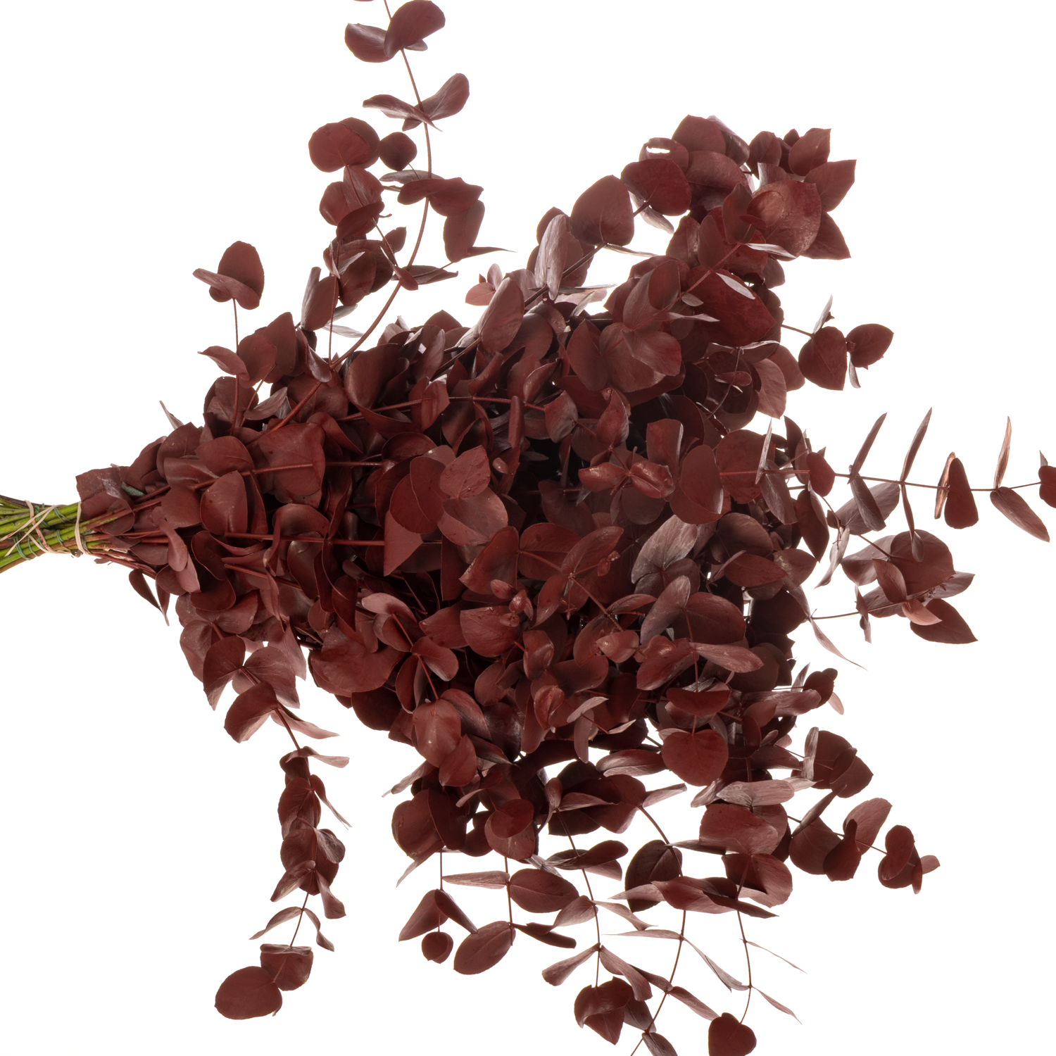 Populus bordeaux gefärbt Cinerea 200 Gramm 65cm