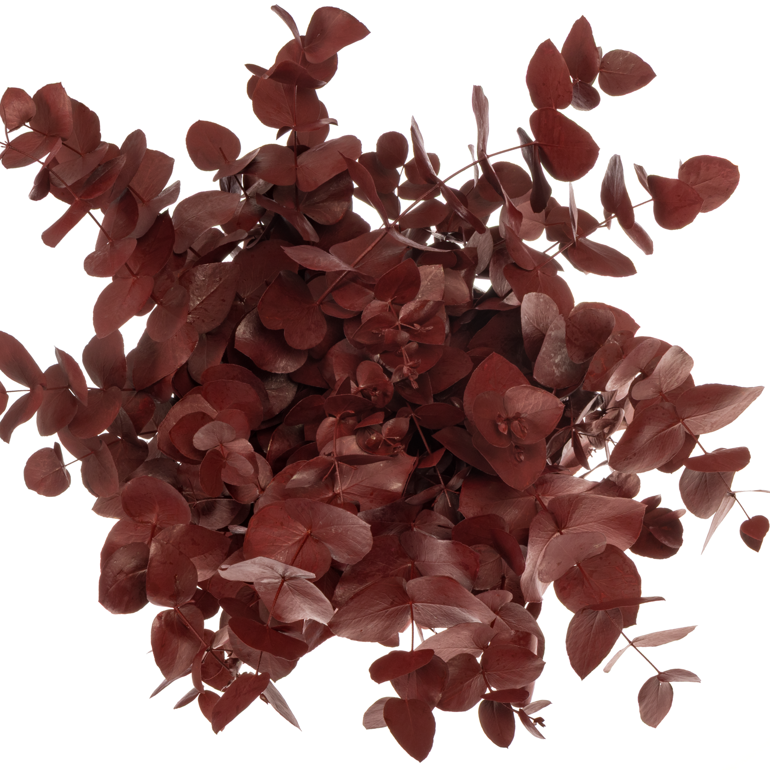 Populus bordeaux gefärbt Cinerea 200 Gramm 65cm