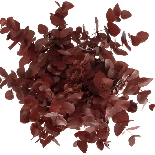 Populus bordeaux gefärbt Cinerea 200 Gramm 65cm