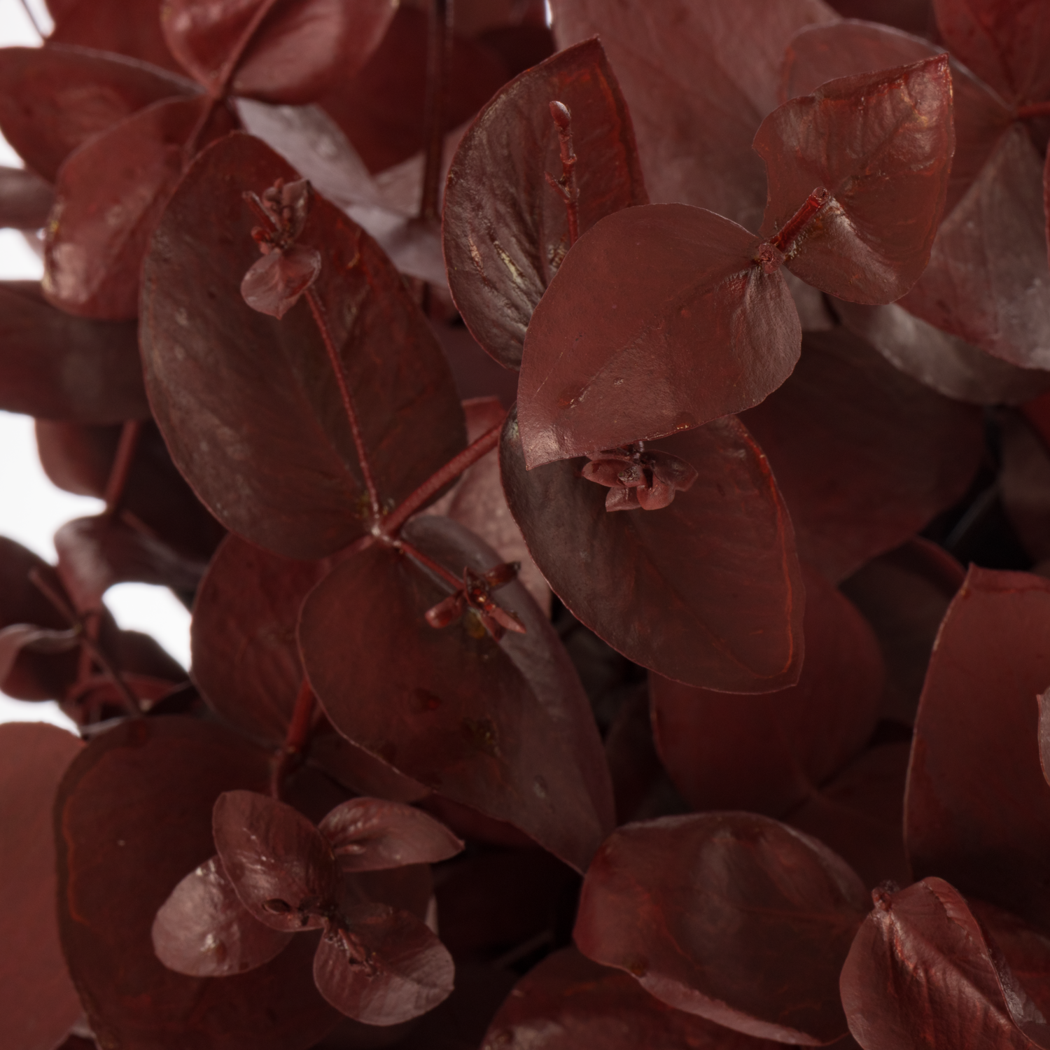 Populus bordeaux gefärbt Cinerea 200 Gramm 65cm