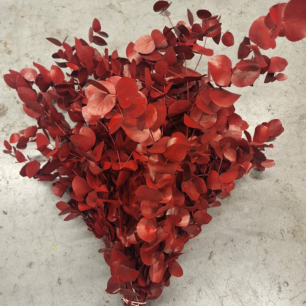 Populus bordeaux gefärbt Cinerea 200 Gramm 65cm