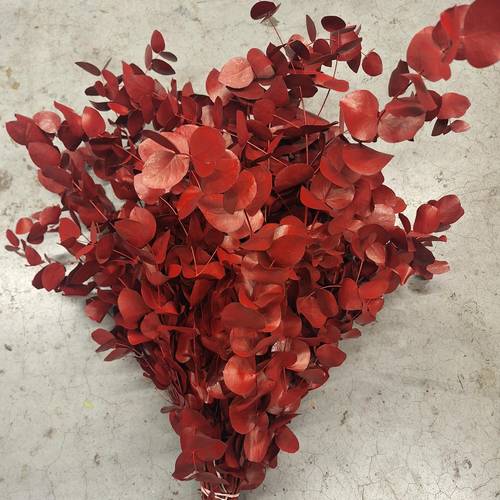 Populus bordeaux gefärbt Cinerea 200 Gramm 65cm