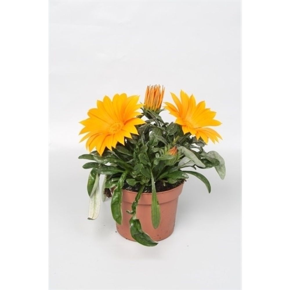Gazania Giant orange T12 H22