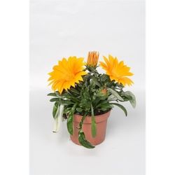 Gazania Giant orange T12 H22