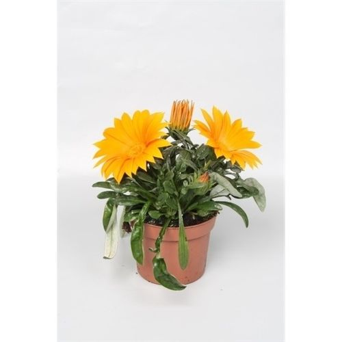 Gazania Giant orange T12 H22