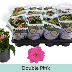 Kal.Gef. rosa T09 H19
