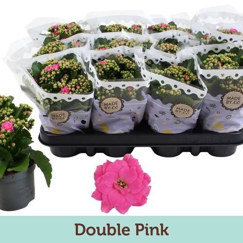 Kal.Gef. rosa T09 H19