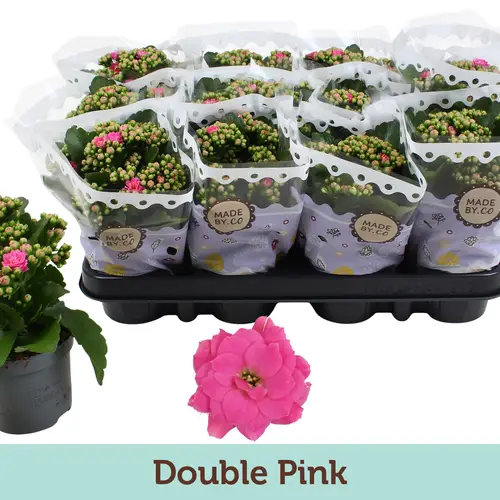 Kal.Gef. rosa T09 H19