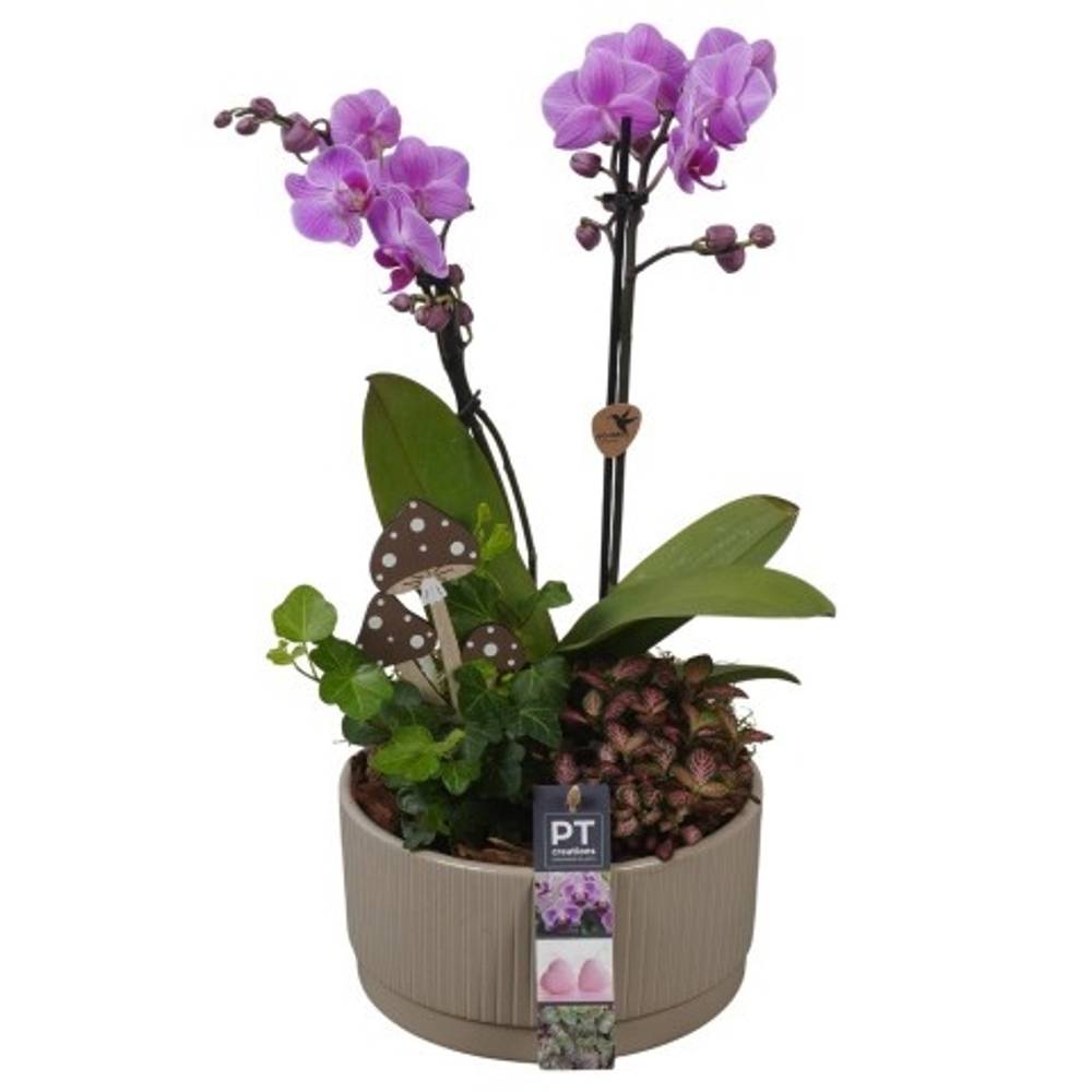 Phal.Arr PTHI5591 Herbst T19 H042