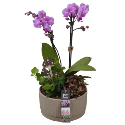 Phal.Arr PTHI5591 Herbst T19 H042