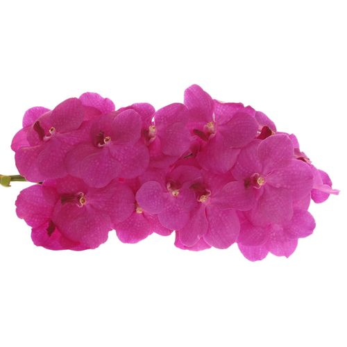 Vanda pink Magenta 16 Blüten 3 Stiele