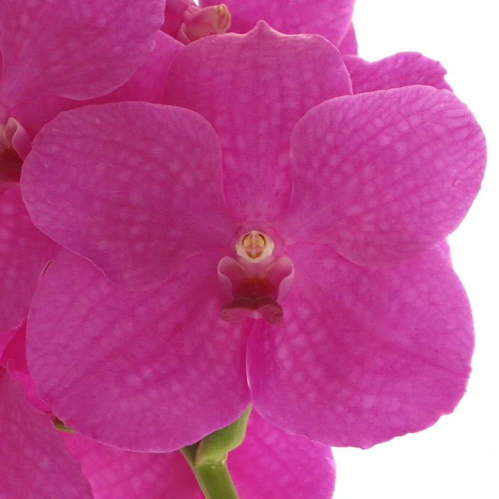 Vanda pink Magenta 16 Blüten 3 Stiele