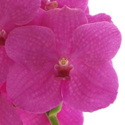 Vanda pink Magenta 16 Blüten 3 Stiele