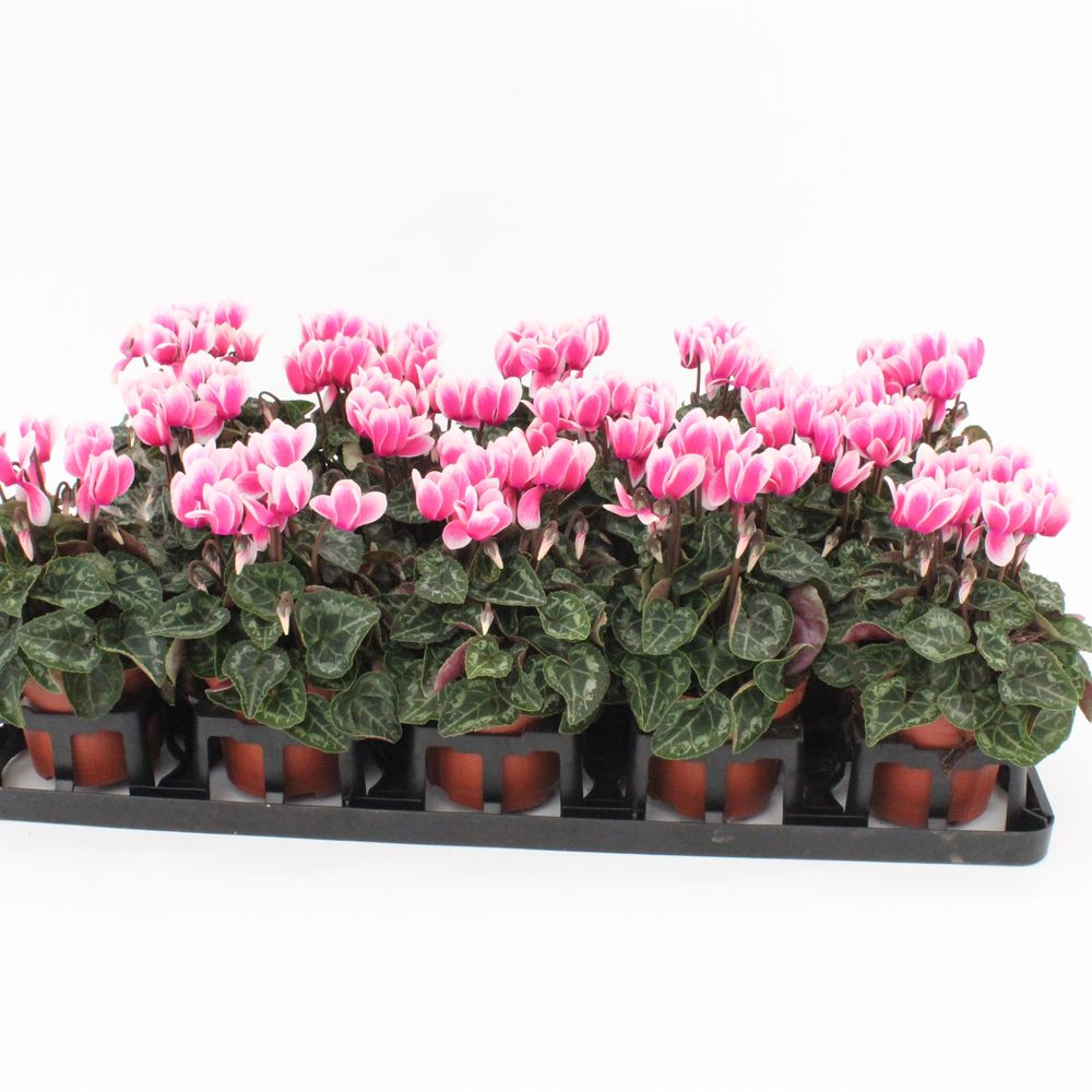 Cycl.rosa Snowridge T09 H20 x