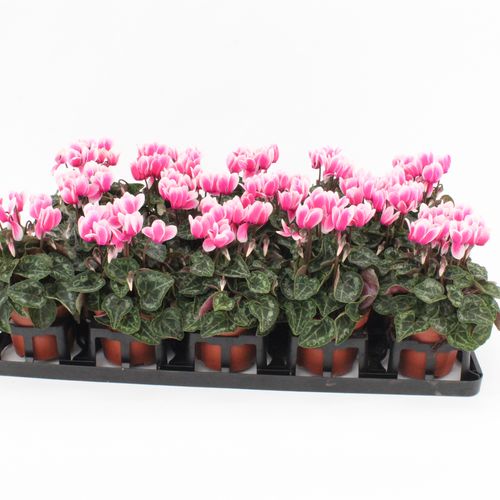 Cycl.rosa Snowridge T09 H20 x