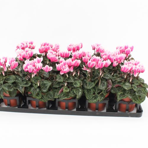 Cycl.rosa Snowridge T09 H20 x
