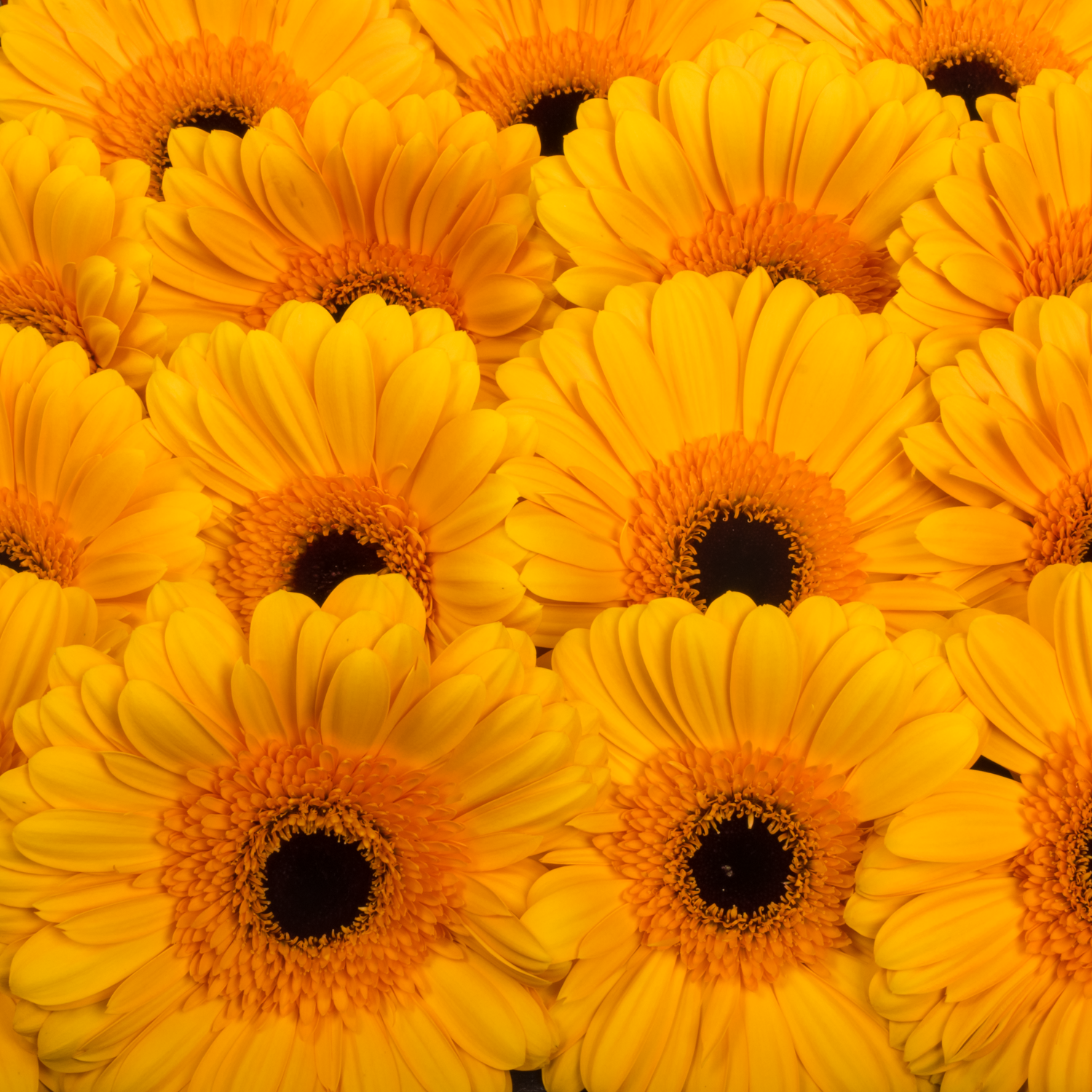 Gerbera gelb Oaklyn