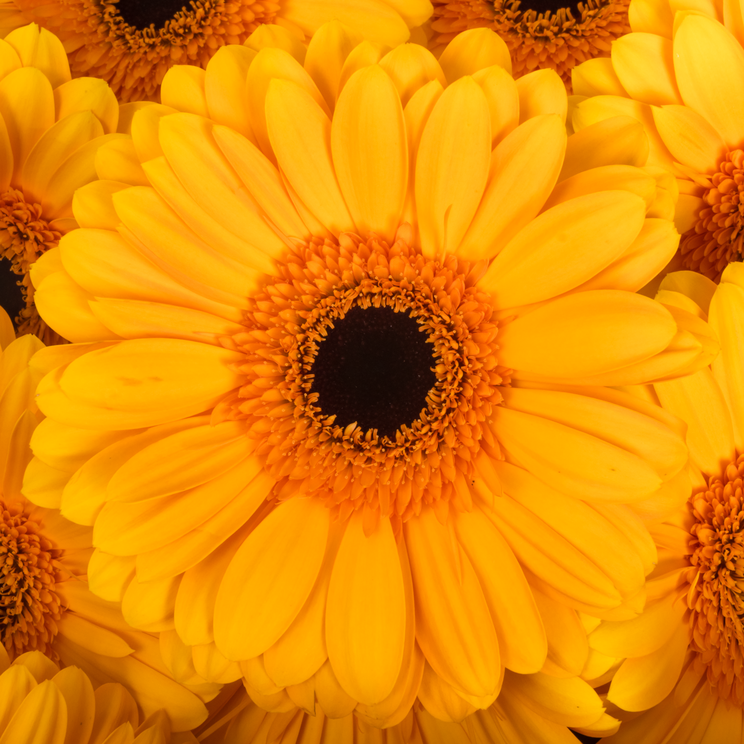 Gerbera gelb Oaklyn