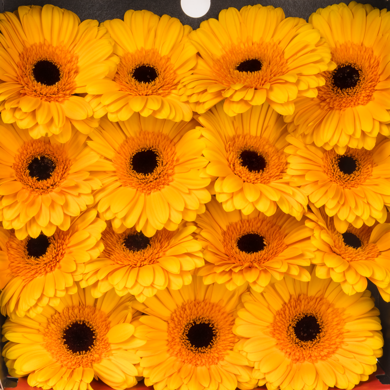 Gerbera gelb Oaklyn