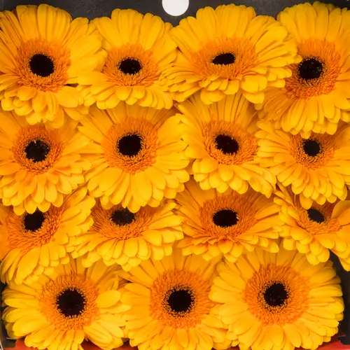 Gerbera gelb Oaklyn