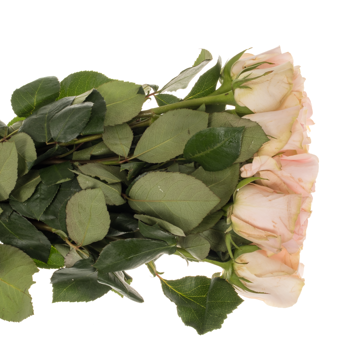 Rose hell rosa/creme Novia 50cm