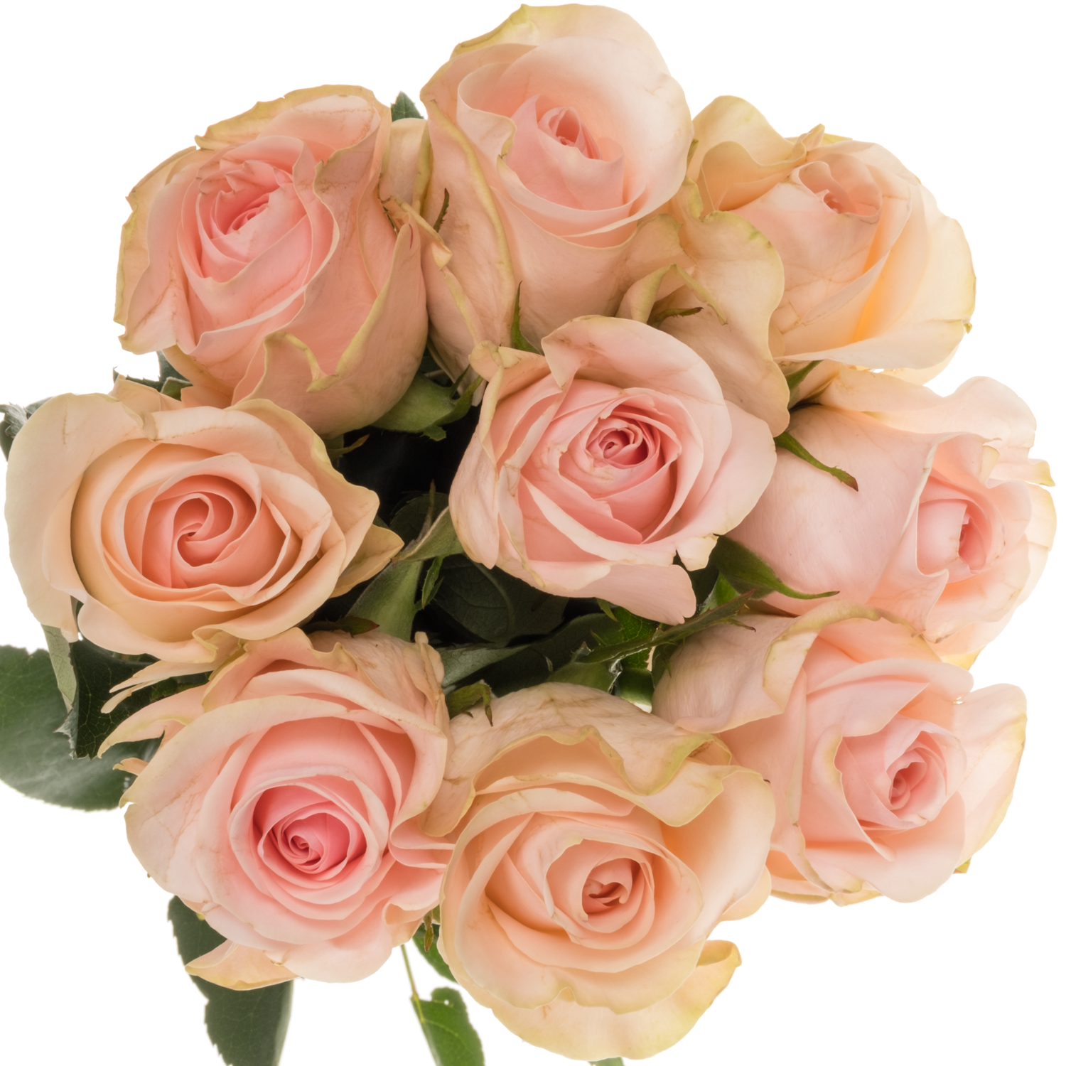 Rose hell rosa/creme Novia 50cm