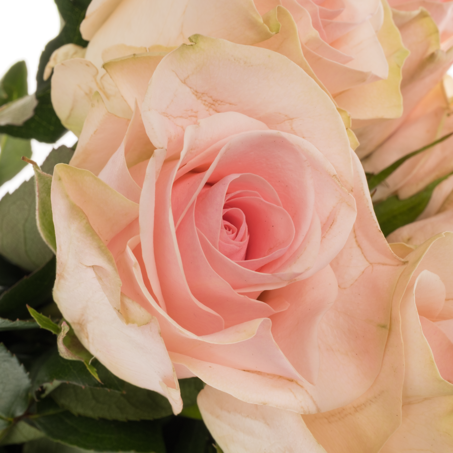 Rose hell rosa/creme Novia 50cm