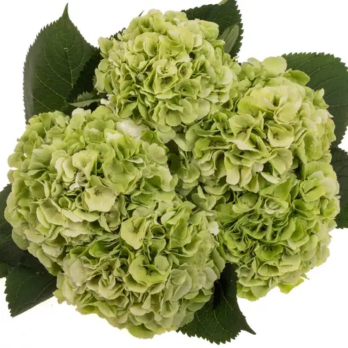 Hortensie hell grün/creme Wh Verena cl Bol 20cm 80cm