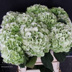 Hortensie hell grün/creme Wh Verena cl Bol 20cm 80cm