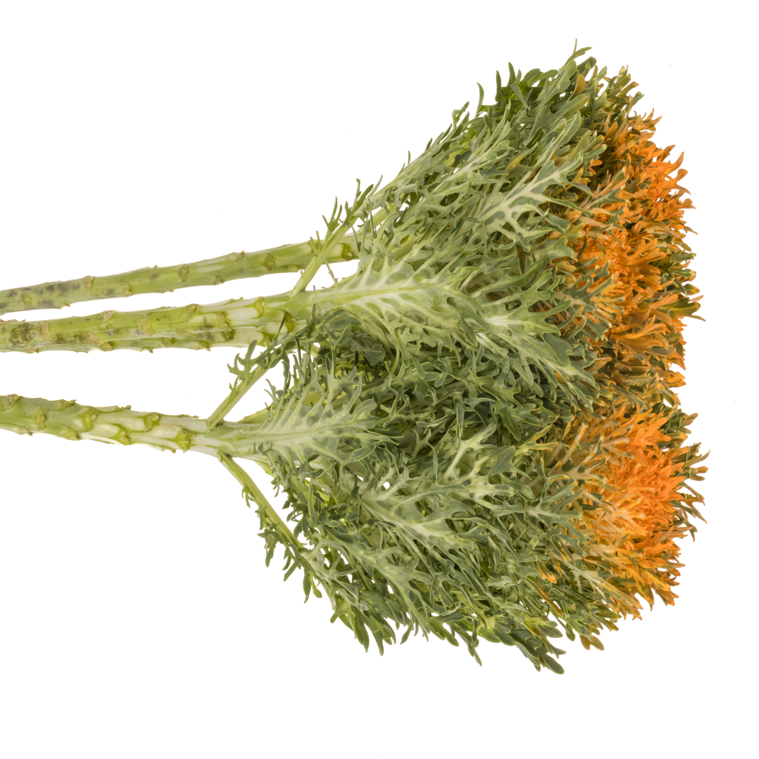 Zierkohl orange  Ruffle gefärbt 60cm