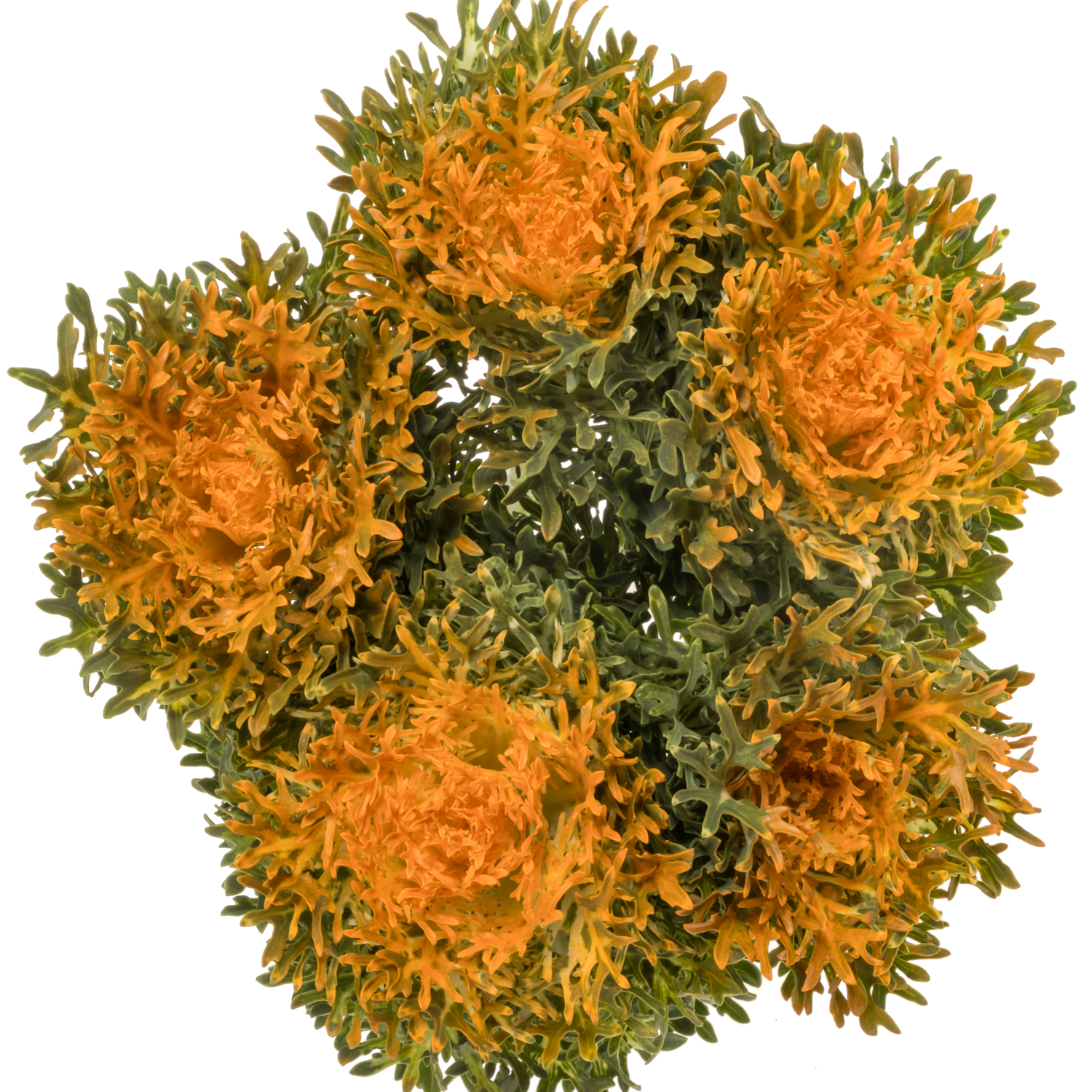 Zierkohl orange  Ruffle gefärbt 60cm