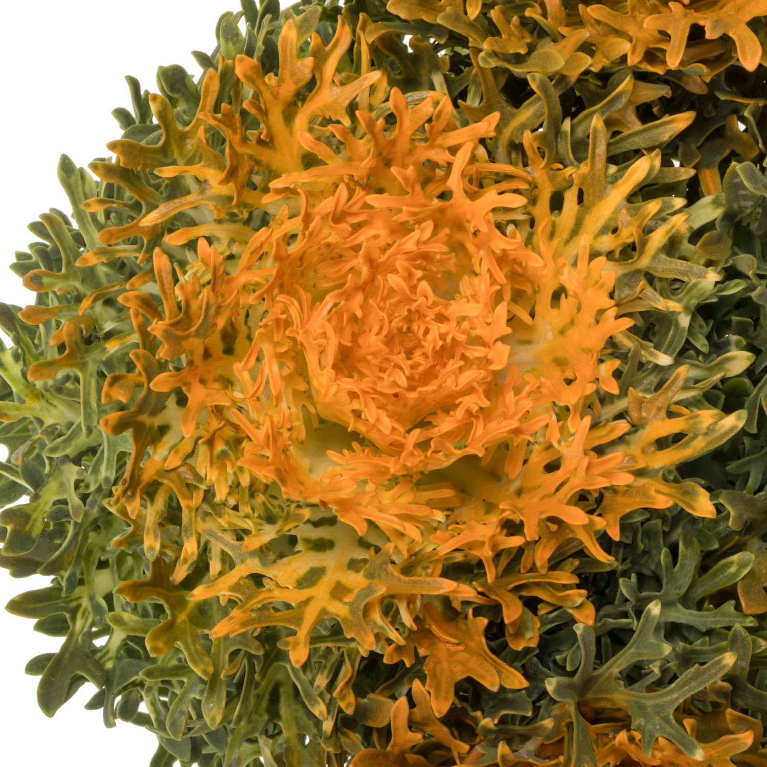 Zierkohl orange  Ruffle gefärbt 60cm