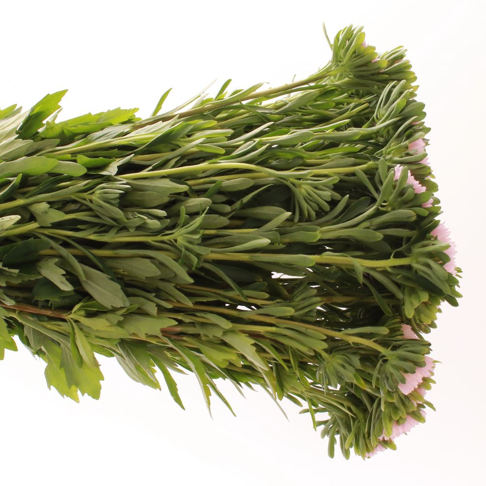 Aster rosa hell 40cm