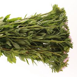 Aster rosa hell 40cm