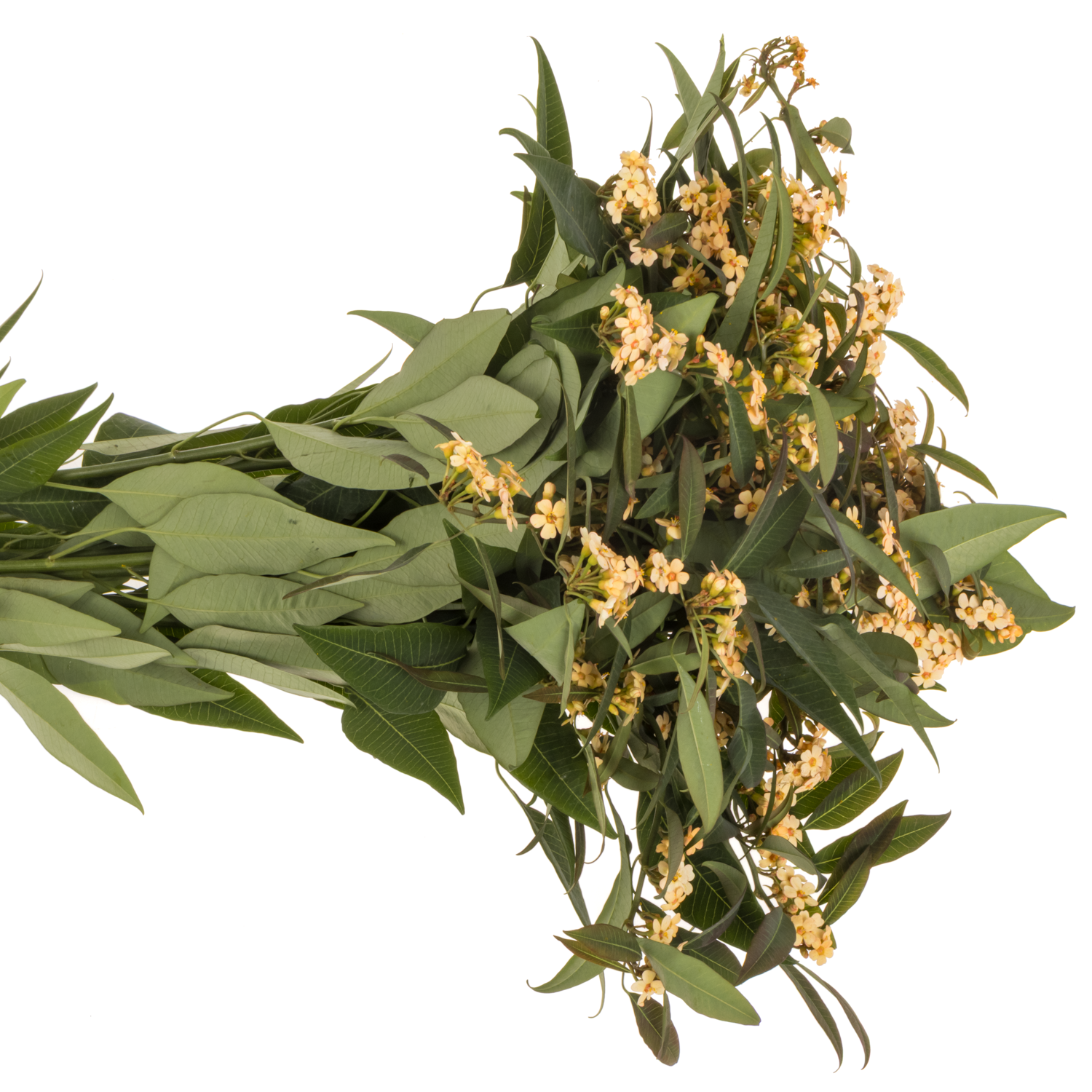Euphorbia lachs Salmonette 15cm 80cm