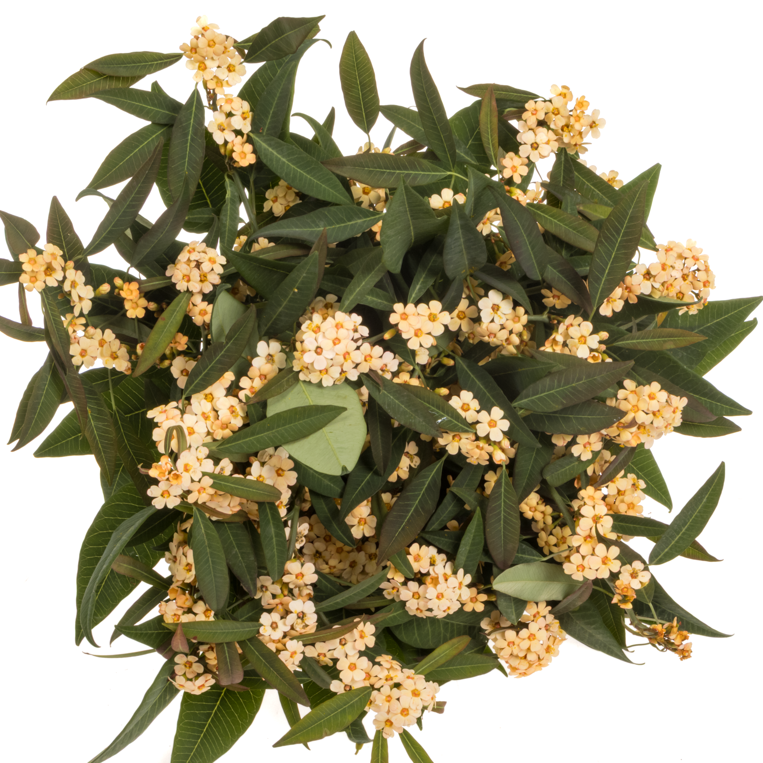 Euphorbia lachs Salmonette 15cm 80cm