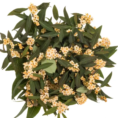 Euphorbia lachs Salmonette 15cm 80cm