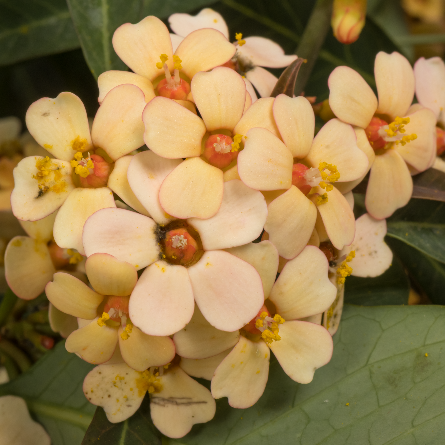 Euphorbia lachs Salmonette 15cm 80cm