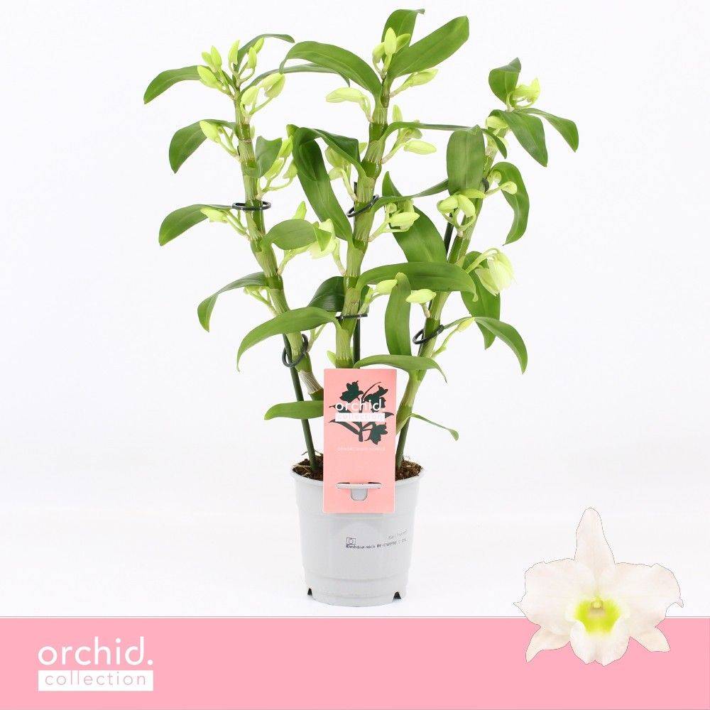 Dendrobium Nobile 3-R weiss T12 H040